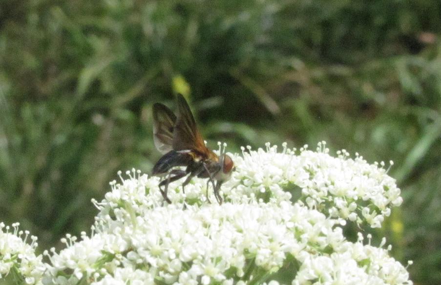 Tachinidae: Phasia sp. o Ectophasia sp.